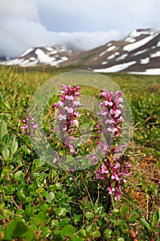 Beautiful flowers of lousewort (Pedicularis) in a mountain valley photo