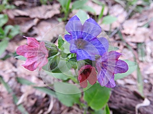 Beautiful flowers of lungwort  different in color. Natural background.