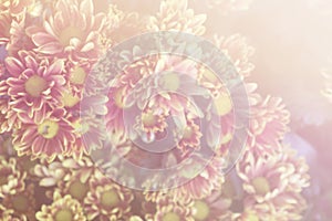 Beautiful flowers made with color filters