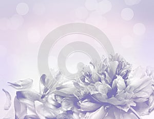 Beautiful flowers made with color filters - Abstrack background photo