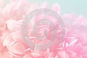 Beautiful flowers made with color filters in soft color and blur style for background