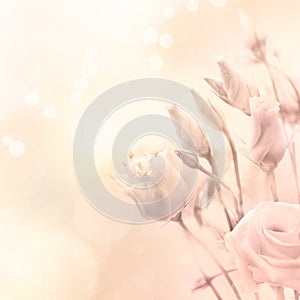 Beautiful flowers in magic light, toned photo