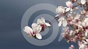 Beautiful flowers of a magnolia tree on dark background close up