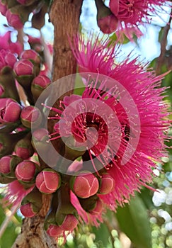 Beautiful flowers from the Malay Apple Tree