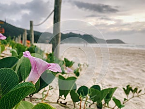Beautiful flowers at Mariscal beach, Florianopolis, Brazil