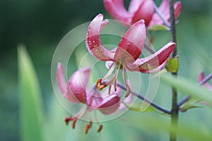 Beautiful flowers of a martagon lily are ready to open