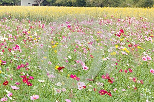 Beautiful flowers in the meadow