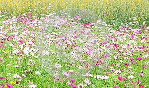Beautiful flowers in the meadow