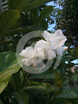 Beautiful flowers of moga on tree in the middle of green leaves photo