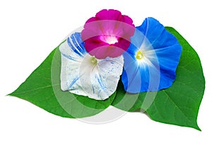 Beautiful flowers of morning glory