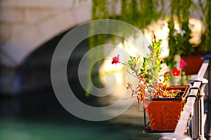 Beautiful flowers, morning light, water