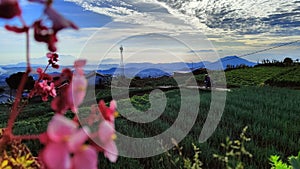 Early morning view of onion fields and mountains of West Java, Inonesia