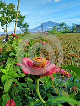 beautiful flowers and mountains in an unbelievably beautiful morning