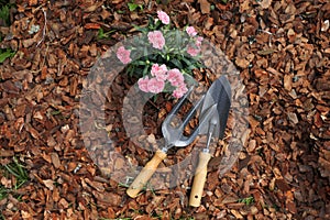 Beautiful flowers mulched with bark chips, fork and trowel, top view