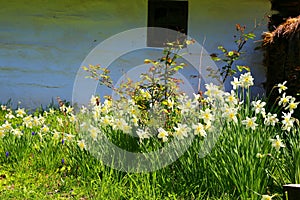 Beautiful flowers in the museum of ethnology in Sibiu photo