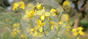 A beautiful flowers of Mustard oil crop.