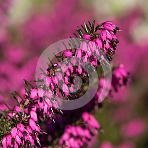 Beautiful flowers Myretoun Ruby.Erica carnea photo