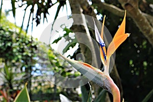 Beautiful flowers in the Naples Botanical Garden