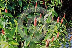 Beautiful flowers in the Naples Botanical Garden