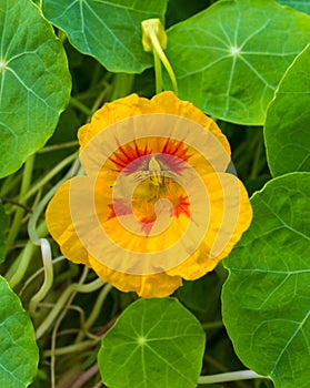 Beautiful flowers of nasturtiums. Nasturtium plants in the garden