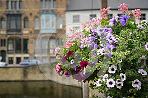 Beautiful flowers near a canal in Brugge