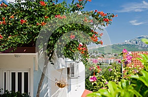 Beautiful flowers near house