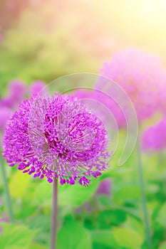 Beautiful flowers of Onion Allium purple colour glow in morning at sunrise in golden rays.