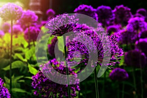 Beautiful flowers of Onion Allium purple colour glow in morning at sunrise in golden rays of sunshine, garden, nature, spring.