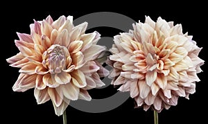 Beautiful flowers, orange dahlia flowers isolated on black background