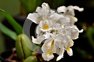 Beautiful flowers of the Orchid Coelogyne cristata photo