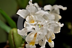 Various flowers of the Orchid Coelogyne cristata photo