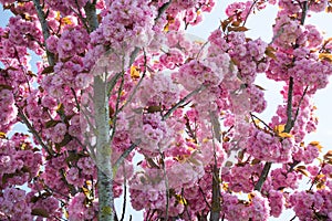 Beautiful flowers of an Ornemental cherry tree