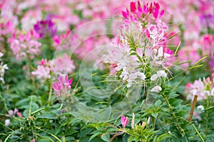 Beautiful flowers in outdoor horizontal