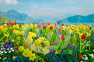 Beautiful flowers over lake Lucerne and mountains background in Switzerland photo