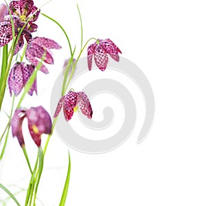 Beautiful flowers over white