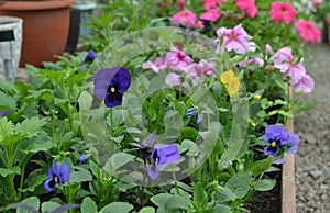 Beautiful flowers of pansies in flowerbed in greenhouse. Vintage home garden and planting objects, botanical still life with