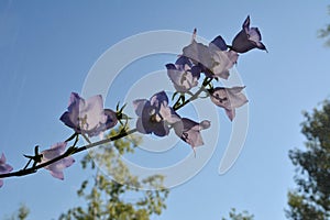 Beautiful flowers of the peach-leaved bellflower on blurring natural background. Blooming campanula persicifolia