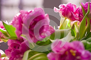 Beautiful flowers, peonies.Closeup of beautiful pink Peonie flower.