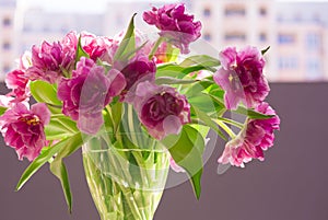 Beautiful flowers, peonies.Closeup of beautiful pink Peonie flower.