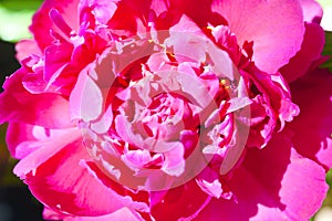 Beautiful flowers, peonies.Closeup of beautiful pink Peonie flower.