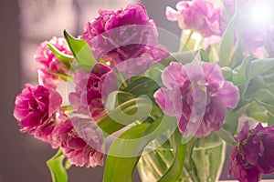 Beautiful flowers, peonies.Closeup of beautiful pink Peonie flower.