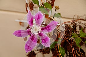 Beautiful flowers of perennial clematis vines in garden near house, Pink purple and white clematis in bloom, one flower near