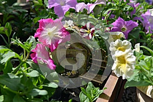 Beautiful flowers of petunia with cute doll house in greenhouse. Vintage home garden and planting objects, botanical still life