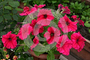 Beautiful flowers of petunia in greenhouse. Vintage home garden and planting objects, botanical still life with summer and spring