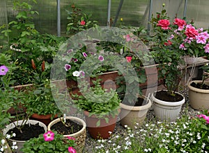 Beautiful flowers of petunia, lily and roses in greenhouse. Vintage home garden and planting objects, botanical still life with