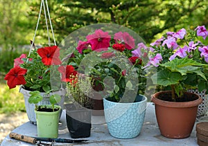 Beautiful flowers of petunia and red rose in pots outside in the garden.