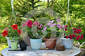 Beautiful flowers of petunia and rose in pots outside in the garden.