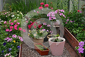 Beautiful flowers of petunia and roses in greenhouse. Vintage home garden and planting objects, botanical still life with summer