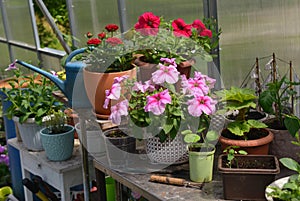 Beautiful flowers of petunia and watering can in greenhouse.