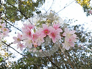 Beautiful flowers pink